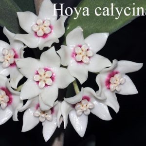 Hoya calycina  (Large)