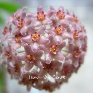 Hoya camphoripholia ( rooted cutting )