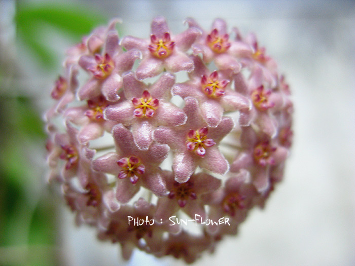 Hoya camphoripholia (Large) - Image 2