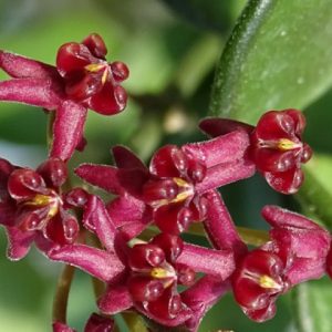 Hoya carmelae ( rooted cutting )