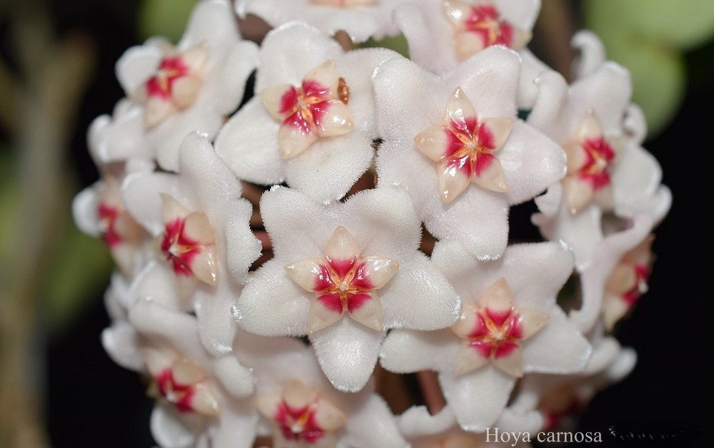 Hoya carnosa (white flower,red corona) (large)