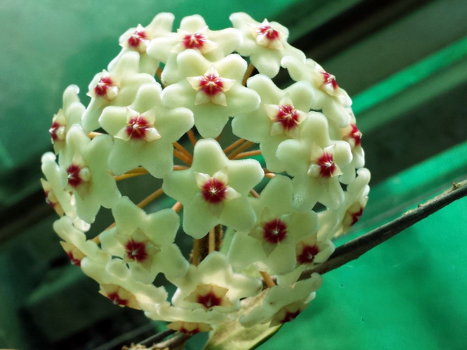Hoya carnosa snowball (large) - Image 2
