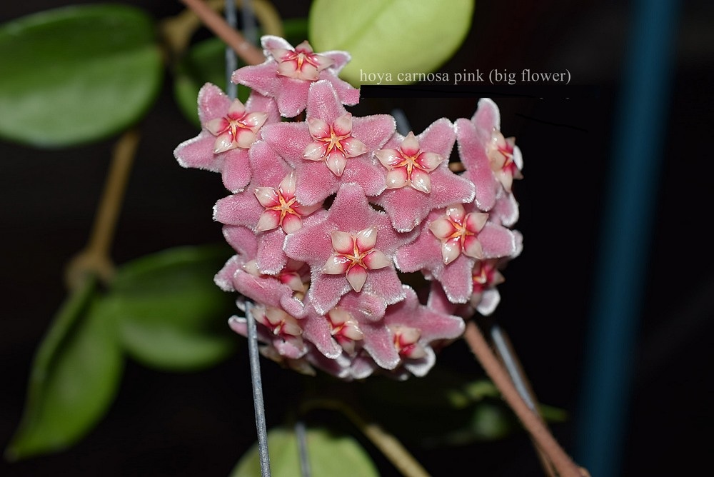 Hoya carnosa pink big flower ( rooted cutting )