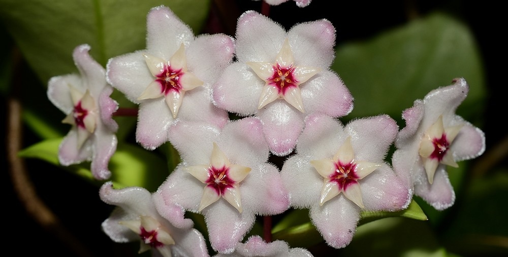Hoya carnosa albomarginata (Large) - Image 2