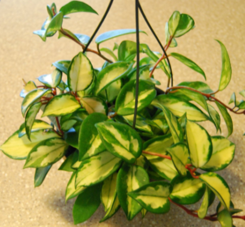 Hoya carnosa variegata ( rooted cutting )
