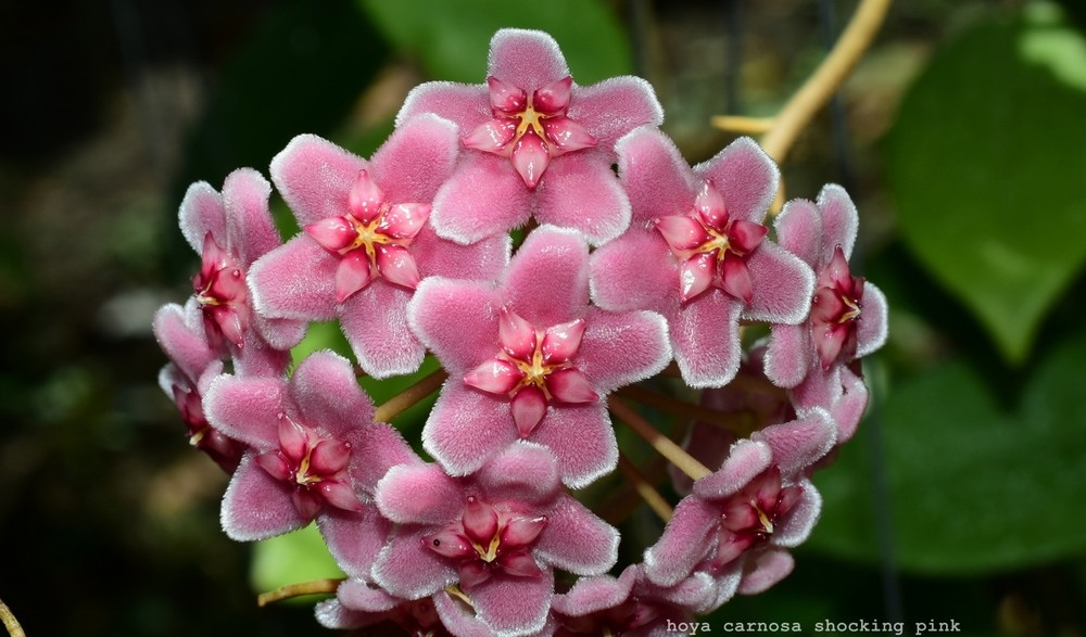 Hoya carnosa shocking pink ( rooted cutting )