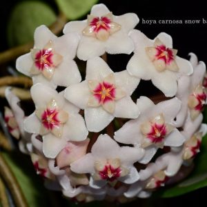 Hoya carnosa snowball ( rooted cutting )