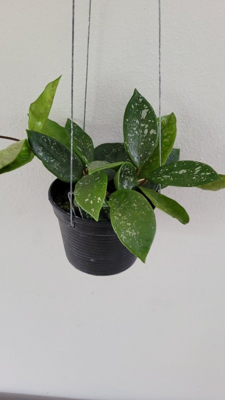 Hoya carnosa stardust (large)