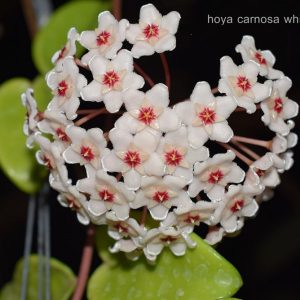Hoya carnosa white ( rooted cutting )