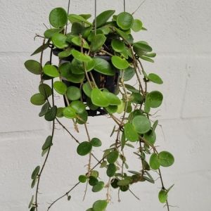 Hoya carnosa X serpens (splash) large plant