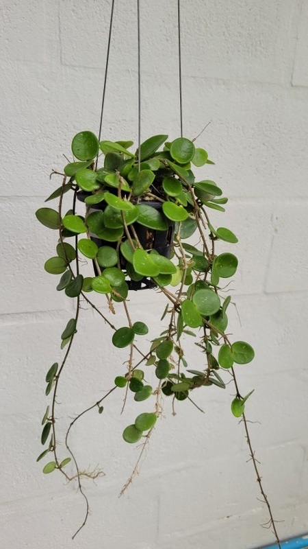 Hoya carnosa X serpens (splash) large plant