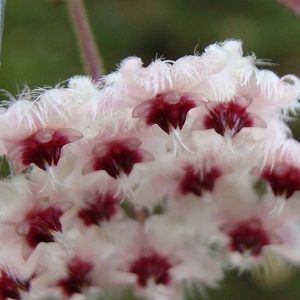 Hoya caudata silver  ( rooted cutting )