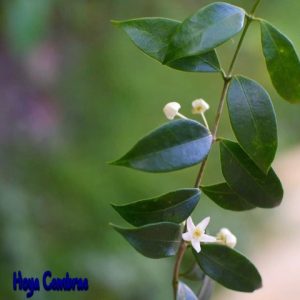 Hoya cembrae  ( rooted cutting )