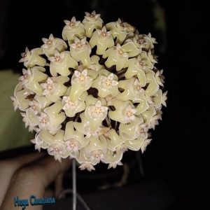 Hoya chuniana ( rooted cutting )