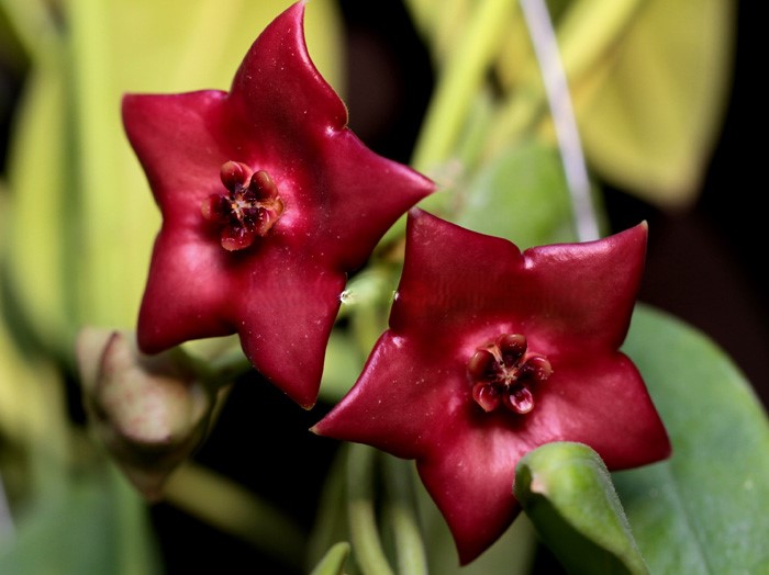 Hoya ciliata (large)