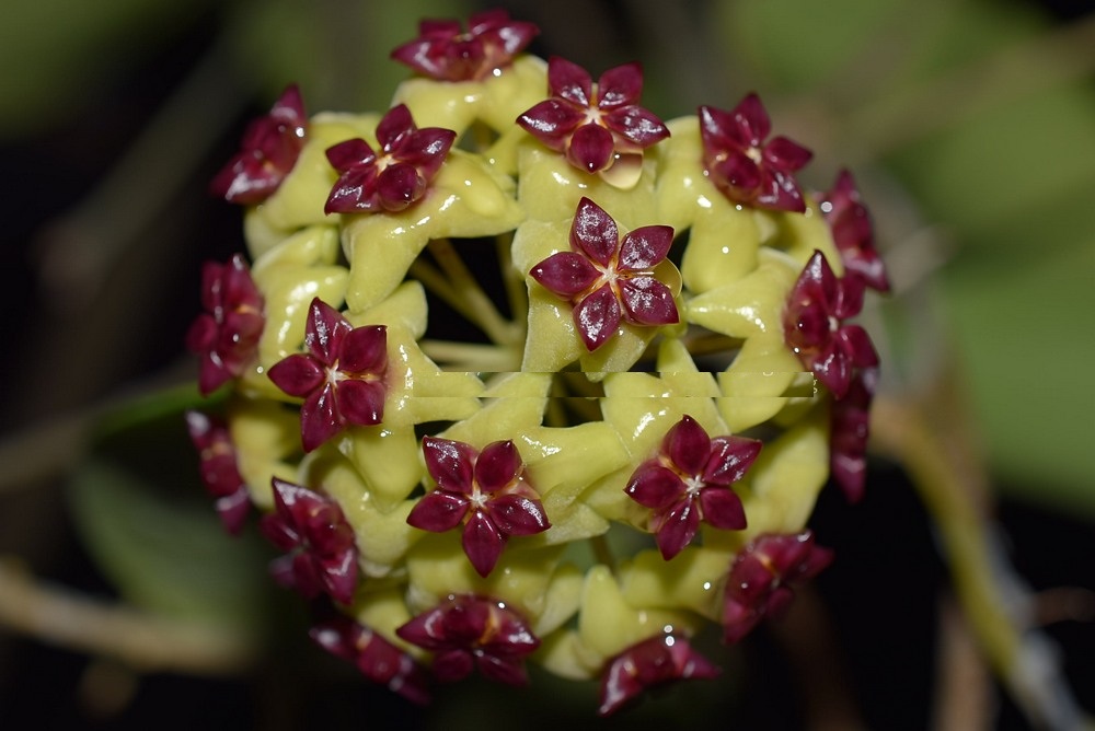 Hoya cinnamomifolia (large) - Image 2