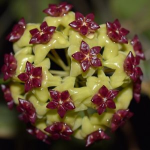 Hoya cinnamomifolia ( rooted cutting )