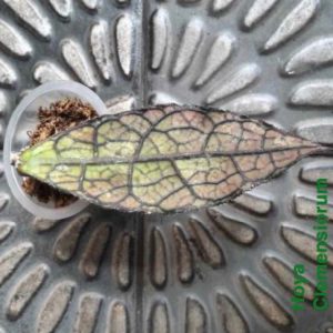 Hoya clemensiorum short leaves  ( rooted cutting )