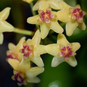 Hoya collina ( rooted cutting )