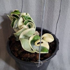 Hoya compacta Albomarginata (large)