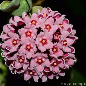 Hoya compacte new ( rooted cutting )