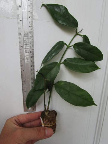 Hoya cf. coriacea ( rooted cutting ) - Image 2