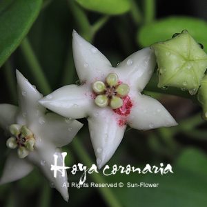 Hoya coronaria ( rooted cutting )