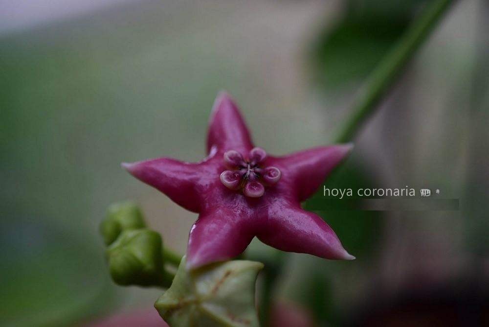 Hoya coronaria red corona (large) - Image 2