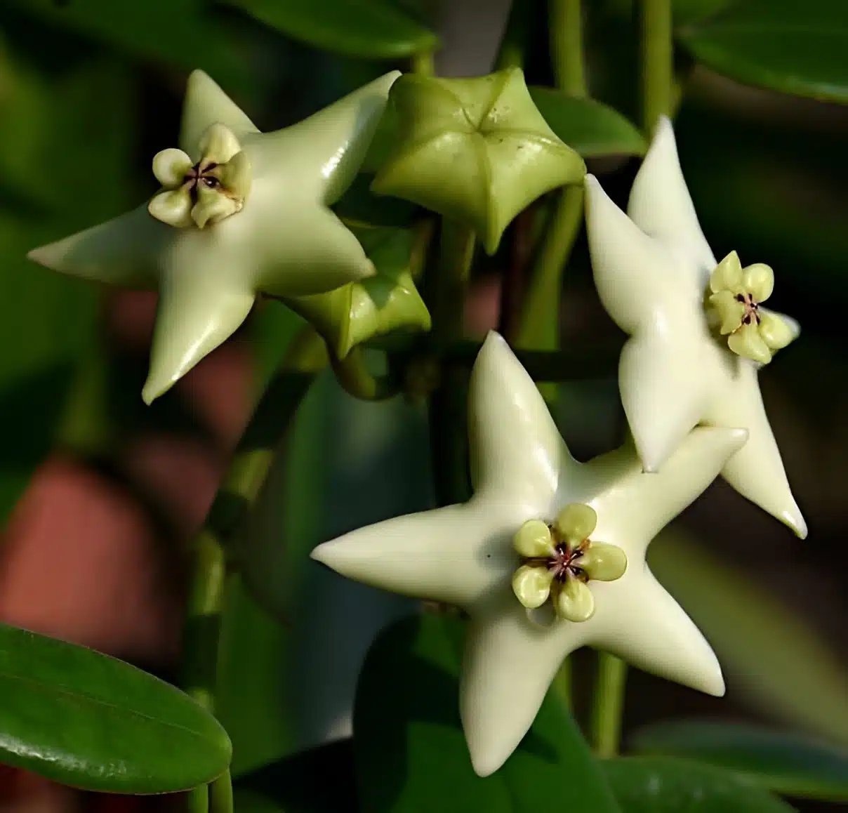 Hoya coronaria NR white (large) - Image 2