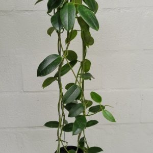 Hoya coronaria NR white (large)