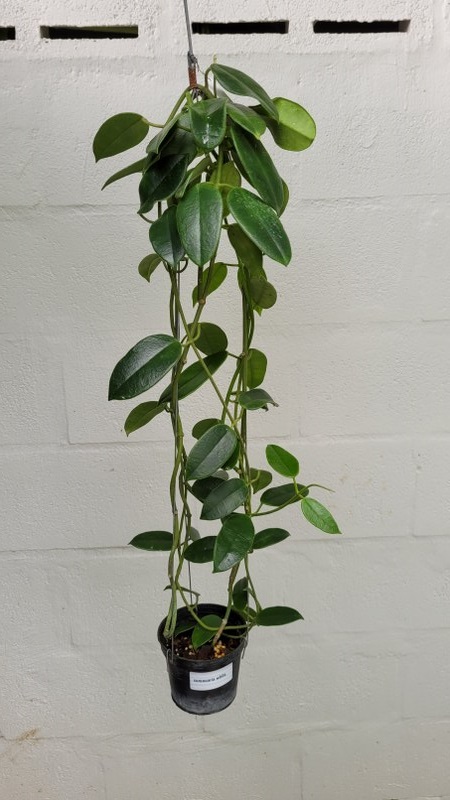 Hoya coronaria NR white (large)