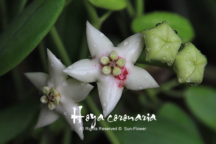 Hoya coronaria ( rooted cutting )