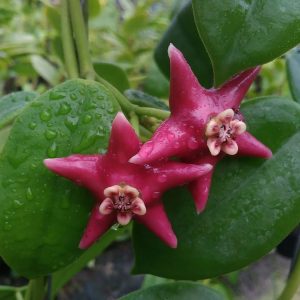 Hoya coronaria narathiwat  ( rooted cutting )
