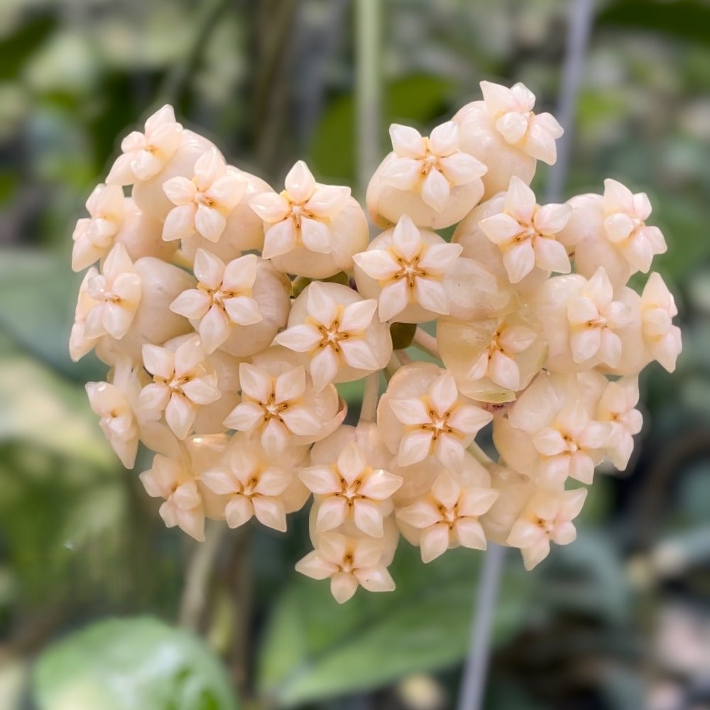 Hoya crassipetiolata (large) - Image 2