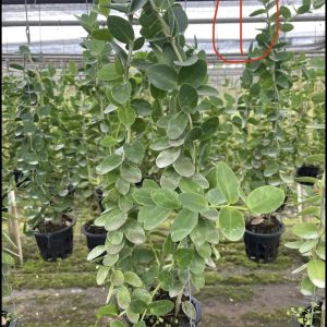 Hoya cummingiana (large)