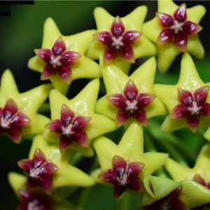 Hoya cummingiana ( rooted cutting )