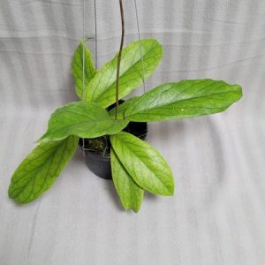 Hoya CV.golden eye (large)