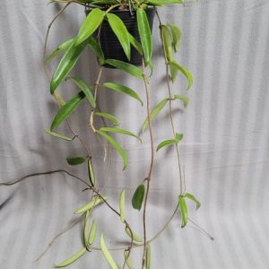 Hoya CV. Minibelle (large)