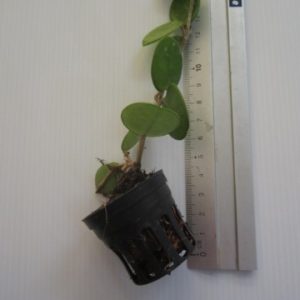 Hoya mathilde silver  ( rooted cutting )