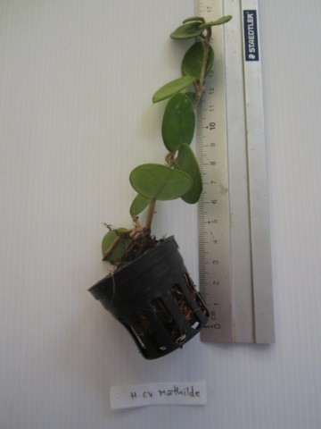 Hoya mathilde silver ( rooted cutting )