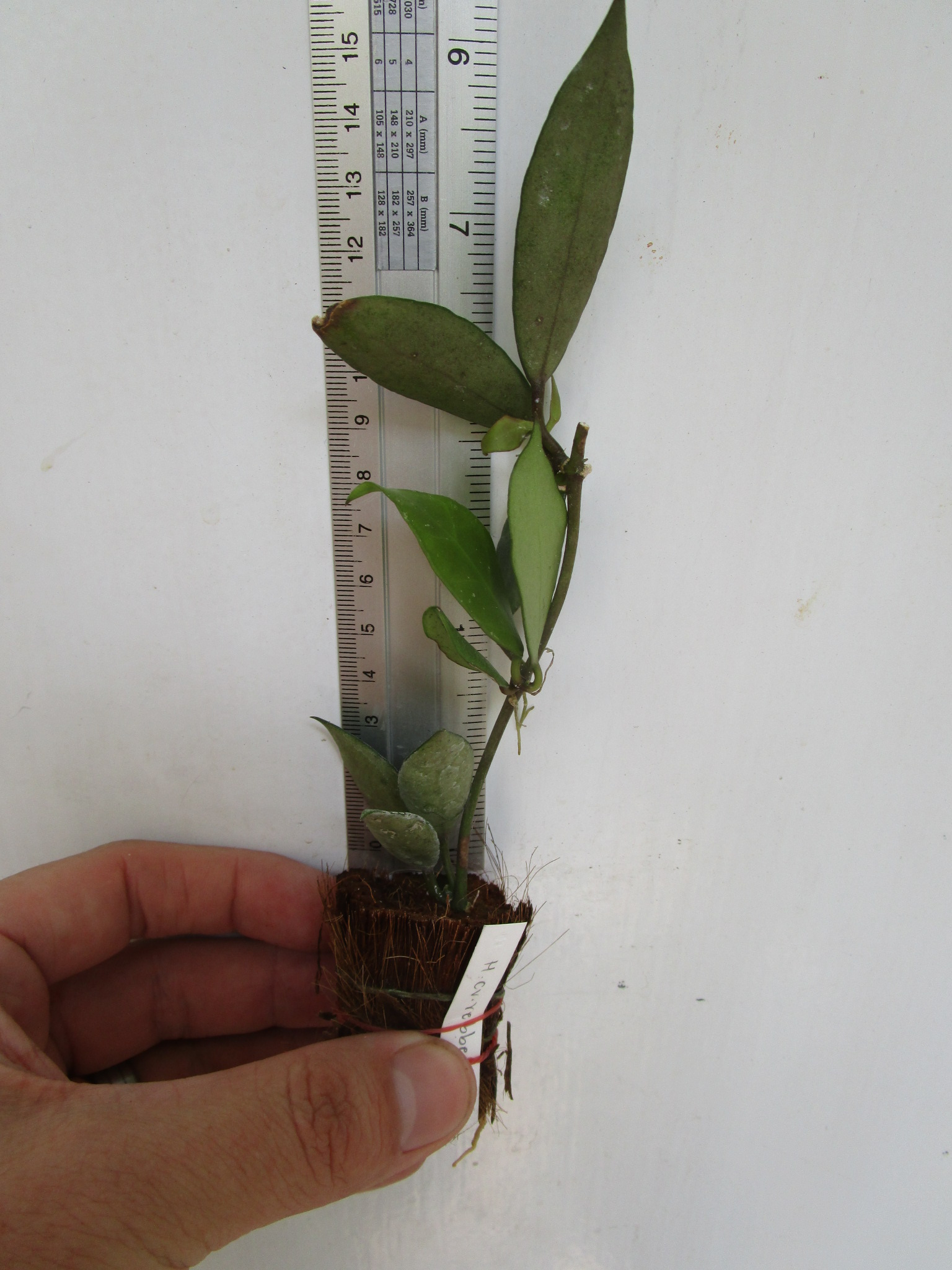 Hoya rebecca ( rooted cutting ) - Image 2
