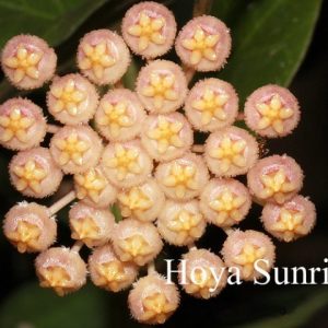 Hoya sunrise (large)