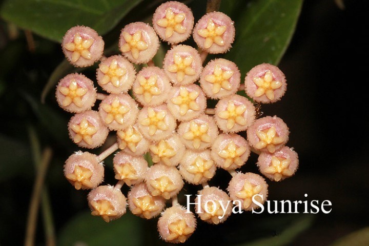 Hoya sunrise (large)