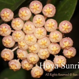 Hoya sunrise ( rooted cutting )