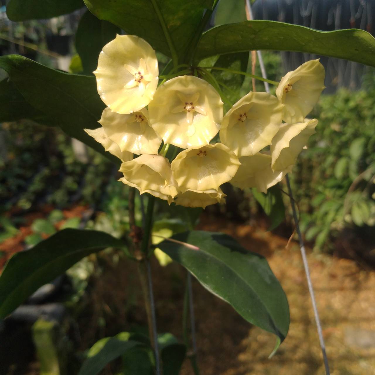 Hoya cystiantha ( rooted cutting)