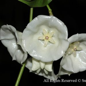 Hoya cystiantha ( rooted cutting )