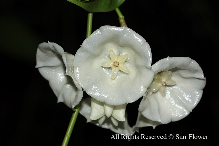 Hoya cystiantha ( rooted cutting )