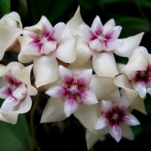 Hoya darwinii red  ( rooted cutting )