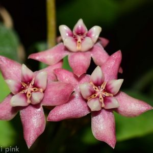 Hoya darwinii pink ( rooted cutting )