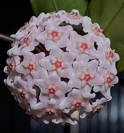 Hoya dasyantha pink Vietnam (large) - Image 2